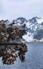 Cod heads and stockfish hanging on outdoor wooden racks, Traditional centuries old methods of drying fish in the air, Reine Lofoten Norway, Scandinavian food industry