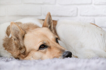 cute mixed breed dog sitting on fluffy gray rug at home, white brick wall background
