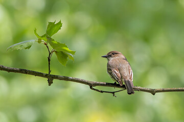 An Alder Flycatcher Admires Sprouting Maple Leaves