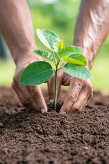 Diverse Hands Planting Sapling for Community Environmental Safety Initiative