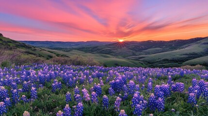 Obraz premium Vibrant sunset over rolling hills and a field of bluebonnets.