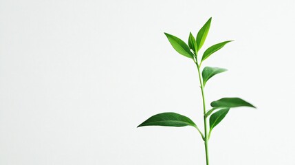 Obraz premium Minimalist Green Plant on White: Nature's Simple Beauty