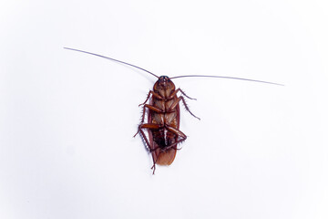 Cockroach upside down isolated