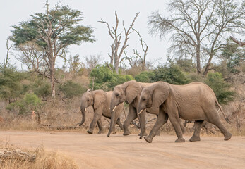 Fototapeta premium Three elephants march across a dusty road, their massive feet kicking up clouds of dirt. With steady steps and trunks swinging, they move like a disciplined army through the wild.