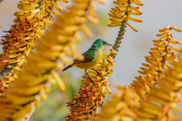 A dazzling sunbird nestles in a vibrant aloe, its iridescent feathers catching the sunlight....