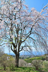 Obraz premium 長折見晴らし公園の桜（福島県）