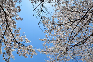 長折見晴らし公園の桜（福島県）