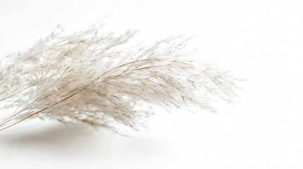 Obraz premium Pampas Grass on White: A Minimalist Botanical Study