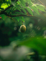 green fruit on the tree