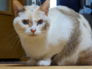 室内でリラックスする猫