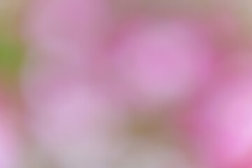 柔らかなピンクのぼかし背景