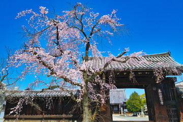 妙覚寺　美しい枝垂れ桜（しだれ桜）　コピースペースあり（日本京都府京都市） Myokakuji Temple: Beautiful weeping cherry blossoms with copy space (Kyoto City, Kyoto Prefecture, Japan)