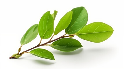  Branch with Lush Green Pistachio Leaves, Showcasing Natural Elegance and Freshness on a White Background