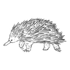 Sketch Echidna - Single Fullbody Illustration