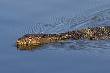 Asian Water Monitor lizard (Varanus salvator) in lake at Lumphini Park, Bangkok, Thailand....