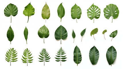 collection of green leaves