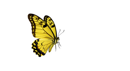 Obraz premium Yellow Butterfly Isolated on White Background Nature Insect Wildlife