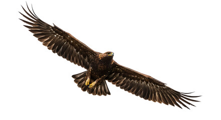 Obraz premium Majestic Golden Eagle in Flight Wings Spread Wide Wildlife Photography