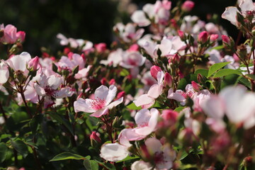 Rose garden