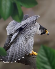 A close-up portrait of a peregrine falcon with striking gray and black feathers. Its sharp. The bird of prey is perched firmly on a branch, ready to take off. 