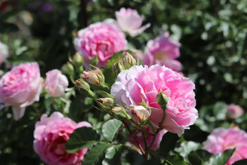 Rose garden