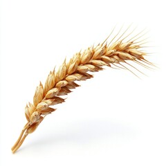 Golden Wheat Grain Spike on White Background Representing Agriculture, Harvest, Food Production, and Natural Ingredients for Culinary and Baking Uses