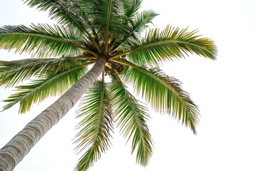 Low angle view of a single coconut palm tree against a white background.