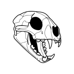 detailed line art drawing of a animal skull