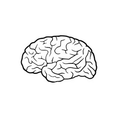 a line art drawing of a human brain illustration