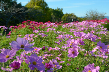 秋の風に揺れるコスモスの花畑