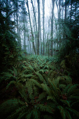 Enchanted Misty Forest with Lush Ferns and Moss-Covered Trees © Thomas E. Lee