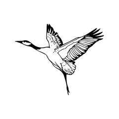 a line at drawing of a flying crane in the air illustration