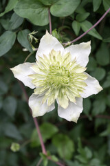 Beautiful Clematis flower.