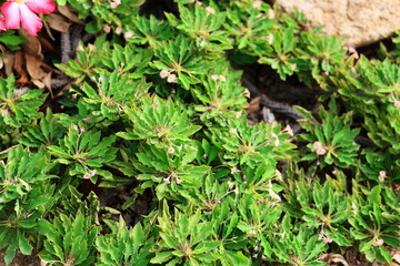 Euphorbia milli (Crown of Thorns) has long, oval leaves with pointed, dark green tips. auspicious plants in the Euphorbiaceae family. The stem has sharp thorns and is hard, similar to a cactus.
