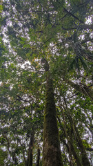 Fototapeta premium trees in the forest