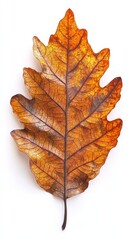 Intricate oak leaf, isolated on a white background, full depth of field, warm brown and golden tones, botanical detail 