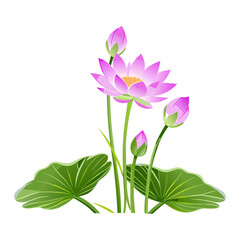 flower isolated on white background