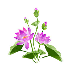 pink and white flower