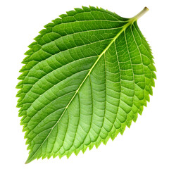 Obraz premium Green leaf on transparent background