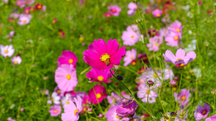 Fototapeta premium コスモスの花に訪れるミツバチ