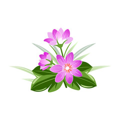 pink flower isolated on white