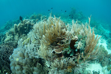 A healthy coral reef thrives in the shallows of Bangka Island, North Sulawesi, Indonesia. This region is part of the Coral Triangle and is a popular destination for scuba divers and snorkelers.