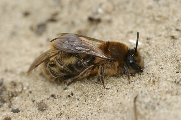 Closeup on a male and female spring mining bee Colletes cunicularius, in copulation during spring