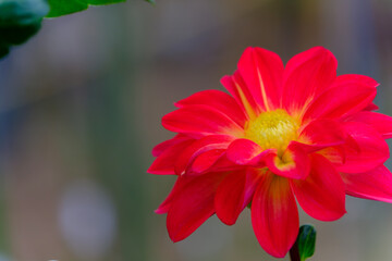 鮮やかな赤いダリアの花
