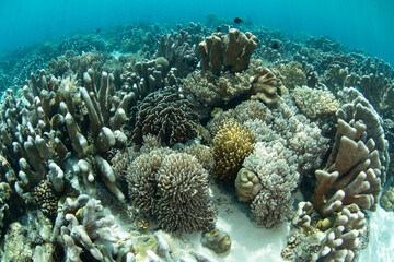 A healthy coral reef thrives in the shallows of Bangka Island, North Sulawesi, Indonesia. This region is part of the Coral Triangle and is a popular destination for scuba divers and snorkelers.