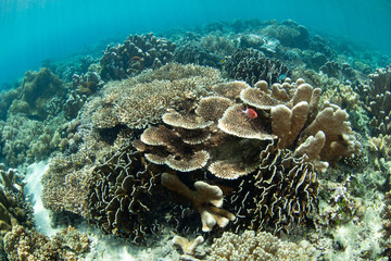 A healthy coral reef thrives in the shallows of Bangka Island, North Sulawesi, Indonesia. This region is part of the Coral Triangle and is a popular destination for scuba divers and snorkelers.