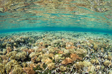 A shallow coral reef, previously damaged by wave energy, is slowly recovering on Bangka Island, North Sulawesi, Indonesia. This region is a popular destination for scuba divers and snorkelers.