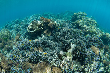 A healthy coral reef thrives in the shallows of Bangka Island, North Sulawesi, Indonesia. This region is part of the Coral Triangle and is a popular destination for scuba divers and snorkelers.