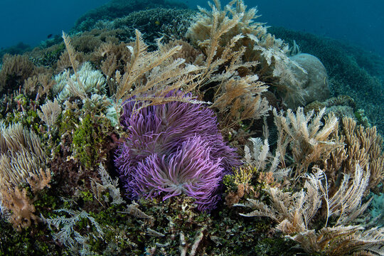 Hydroids and a vibrant anemone grow in the shallows of Bangka Island, North Sulawesi, Indonesia. This region is part of the Coral Triangle and is a popular destination for scuba divers and snorkelers.