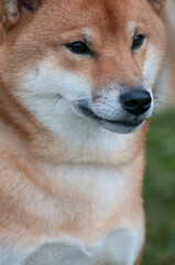 Shiba Inu close-up portrait